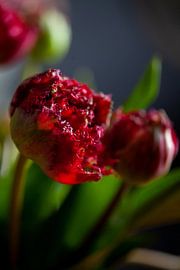 Bouquet of tulips in red by Petra Dreiling-Schewe