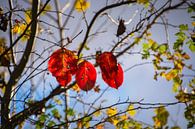 Vier Herbstblätter von FotoGraaG Hanneke Miniaturansicht