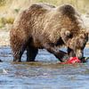 Grizzly beer  van Menno Schaefer