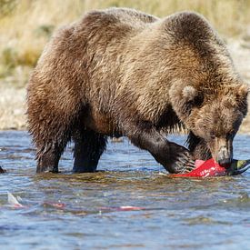 Grizzly beer  von Menno Schaefer