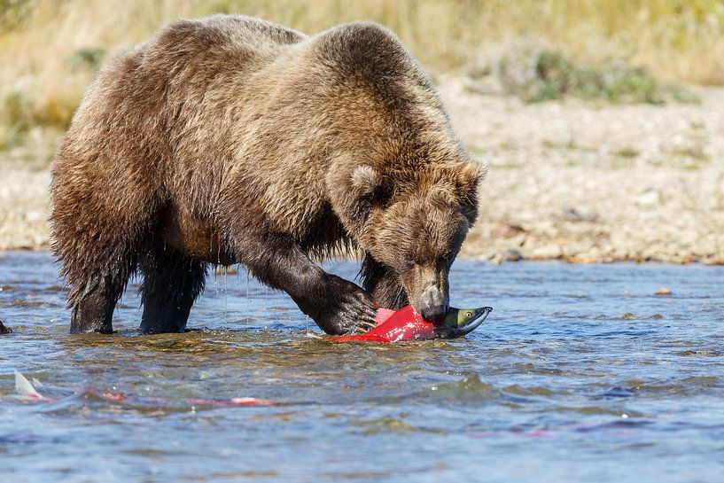 Grizzly beer  van Menno Schaefer