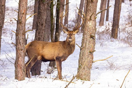 Red deer on the Hoge Veluwe, the Netherlands, in winter