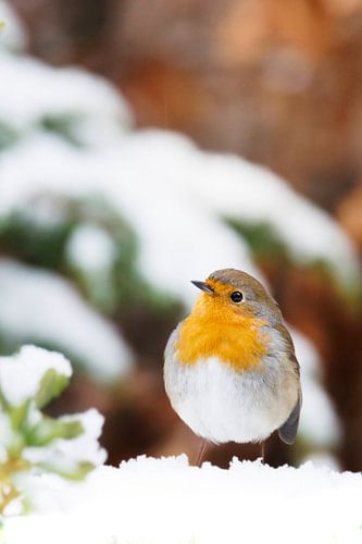 Roodborst in de sneeuw