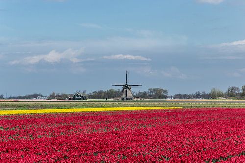 Hollandse molen met tulpen!