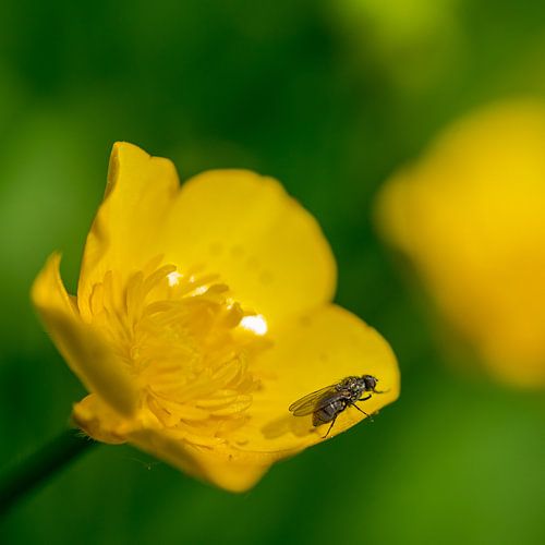 Boterbloem met vlieg