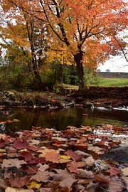 Blätter im Bach im Herbst von Claude Laprise