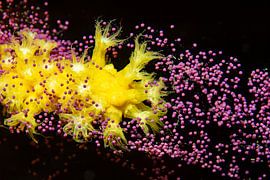 La fleur de la mer – Reproduction rare des gorgones sur MarPic