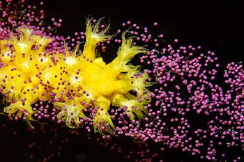 Die Blüte des Meeres – Seltene Gorgonien-Fortpflanzung