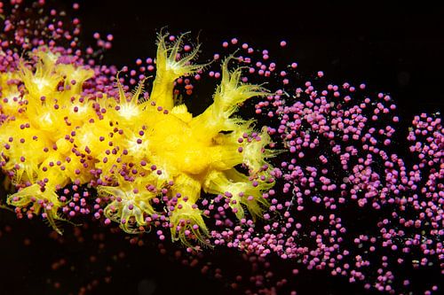 La fleur de la mer – Reproduction rare des gorgones