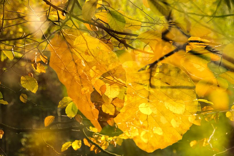Autumnal chaos by Marianne Rouwendal