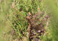 Braune Mosaikjungfer