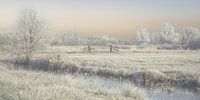 winterlicht in de wieden