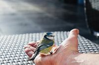 Great Tit attend la liberté