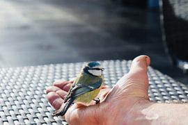 Große Meise wartet auf Freiheit von Rob Doornbos
