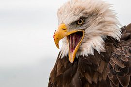 American white-tailed eagle Head by Raymond Engelen