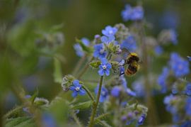 Yellow bumblebee among blue forget-me-not flowers