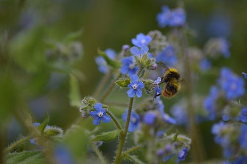 Bourdon jaune parmi des fleurs de myosotis bleues