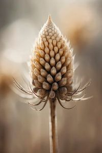 Pastel Nature Macro No 2