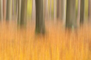 Herbstwald