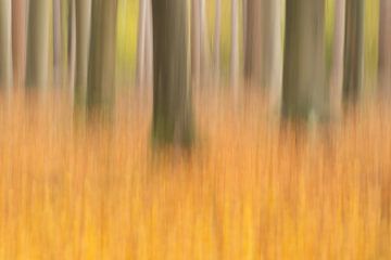 Autumn forest by Elles Rijsdijk