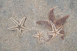 Étoile de mer