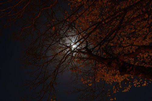 See the moon shining through the trees.