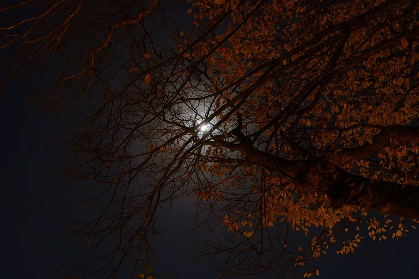 See the moon shining through the trees. by Lex van der Putten