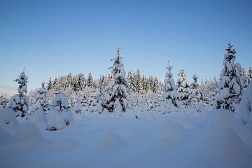 Winterwunderland im Garten und Wald mit Schnee von Martin Steiner