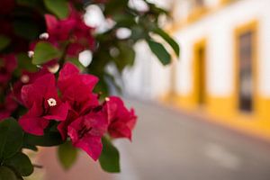 Blumen in Mérida