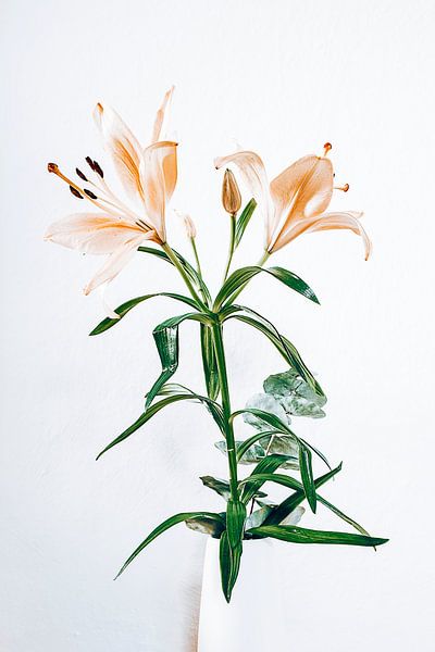 Lily van Michael Schulz-Dostal