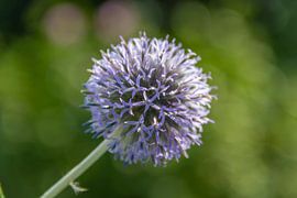 Blue-globe thistle