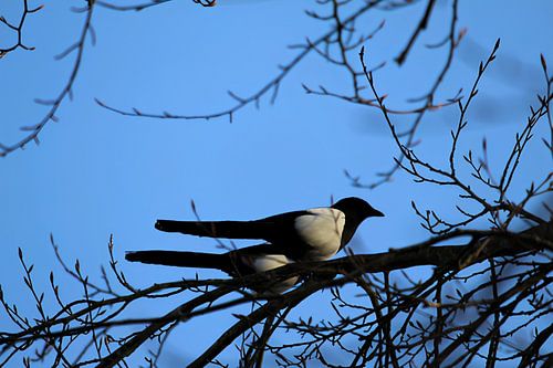 Synchroon ekster duo