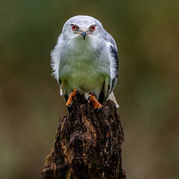 the grey kite - Elanus caeruleus