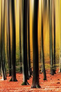 Abstracte herfstbomen in het Speulderbos von Dennis van de Water
