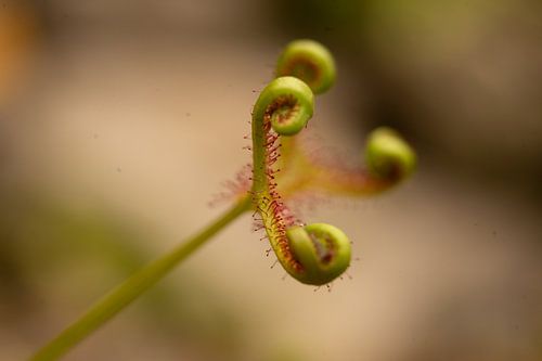 sundew