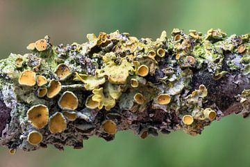 Yellow lichen III by Klaartje Majoor