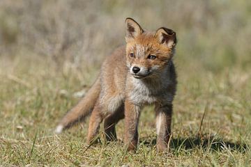 Red fox cub sur Menno Schaefer