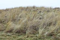 Dunes, Hargen aan Zee North Holland