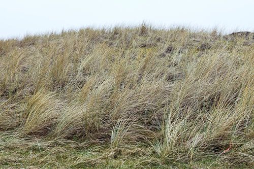Duinen, Hargen aan Zee  Noord - Holland