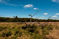 Veluwe