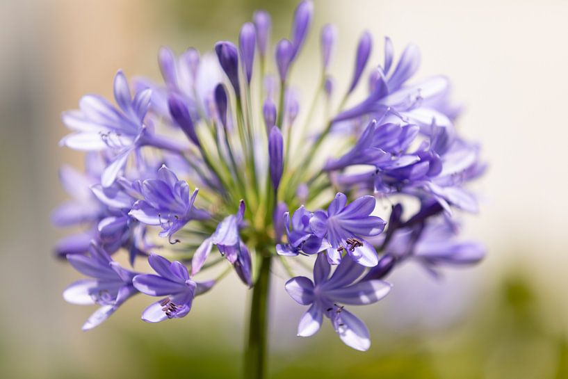 Afrikaanse lelie by Marijke van Eijkeren