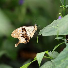 Schein Schwalbenschwanz von Matthias Brix