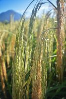 Rice macro photography