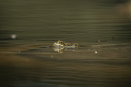 Une grenouille à la surface de l'eau sur Stefan's FotoGalerij