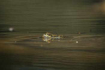 Frog on the Water’s Surface