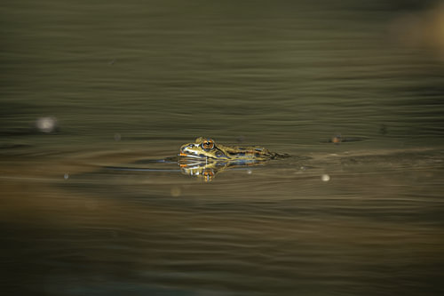 Une grenouille à la surface de l'eau
