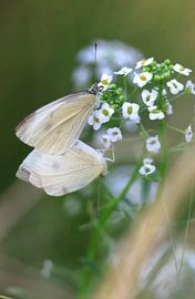 Charmante weiße Schmetterlinge von Thomas Jäger