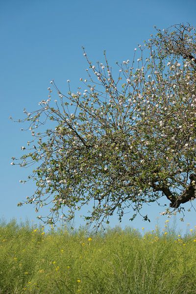 Flowering apple tree with young bird by Remke Spijkers