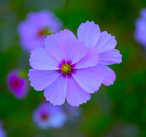Blumen
