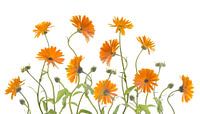 Ringelblumen
